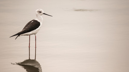 Bird in a zoo