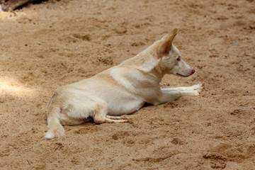 Dingo, Queensland,  Australie 