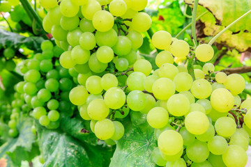 Vineyard ripe white grapes in autumn harvest season