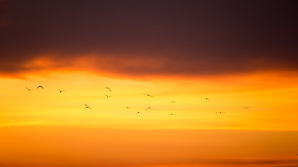 Emigrated seagull at Bangpu, Thailand
