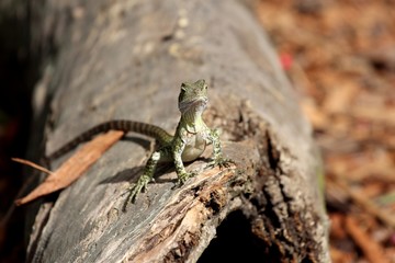 Baby Eastern Water Dragon, Queensland, Australia