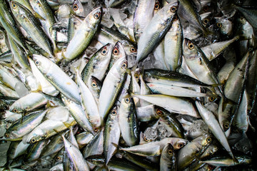 Obraz premium Sea mackerel in market, Traditional fish in market