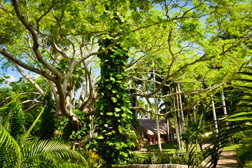 Chichen Itza's Forest