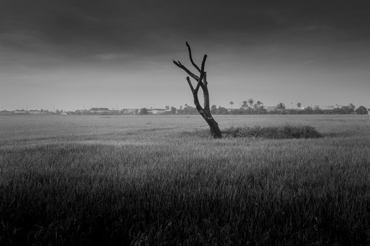 Monochrome,Dead trees in the paddy fields. look like a Hand of Devils