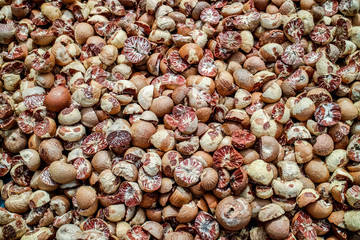 Dried Betel nut for chewing betel nut,Asia Culture.