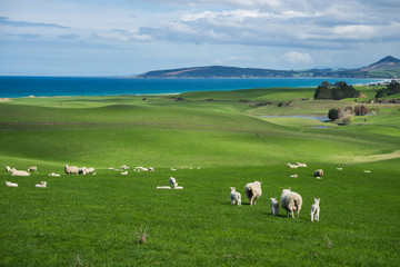 Flock of sheep and lamb