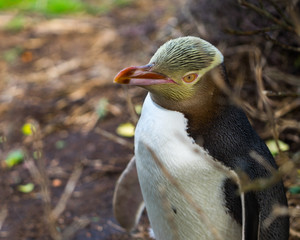 Yellow-eyed penguin © naruedom