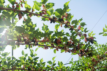 Fresh ripe mulberry berries on tree - Fresh mulberry , black ripe and red unripe mulberries on the branch