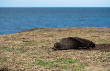 Fototapeta premium New Zealand Fur Seal
