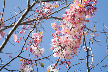 Pink and white shower flowers (sky background)
