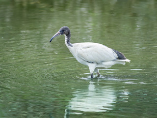 Ibis standing lakeside.
