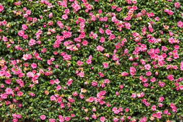 Pink flower hedge