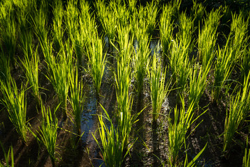 Young rice sprout ready to growing in the rice field, Thailand