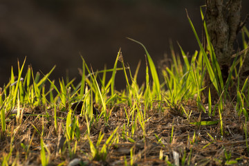 Obraz premium Brown grass in fields