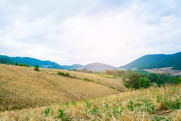 Fototapeta premium landscape Forest View