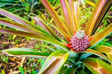 Pineapple raw red . The fruit can be eaten