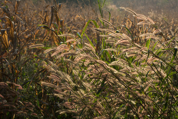 Brown grass in fields