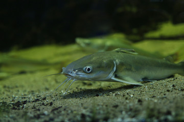 Fototapeta premium A catfish - Silurus Glanis