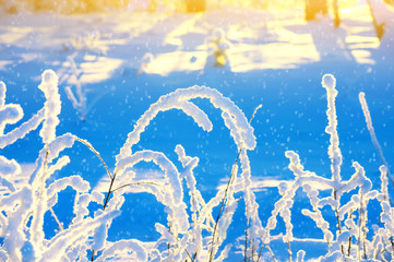 Winter scene in the forest. Snow-covered branches of trees in the rays of the setting sun.