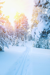 Obraz premium Winter landscape. Ski track in snowy coniferous forest. Colorful sunset in the snowy forest.