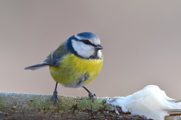 Blue tit with tallow
