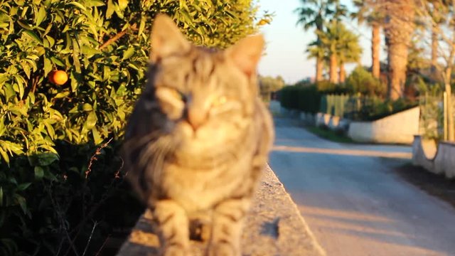 tiger cat comes up and looks at the camera