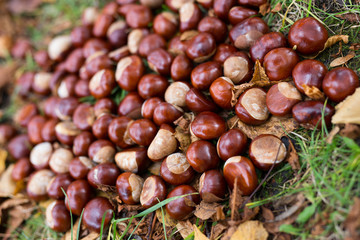 Chestnuts