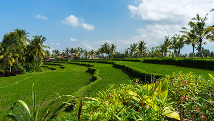 Peaceful Rice Paddies. Rice paddies near Ubud Bali, Indonesia.