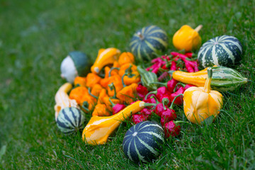 Chili and pumpkins in garden detail