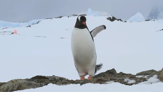 Gentoo penguin standing on the rocks and waving wings mimicking the rise