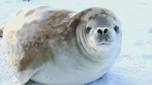 crabeater seals lying on the frozen ice of the Strait in Antarctica