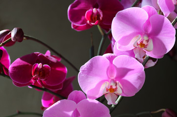 Bright pink orchids on a dark background. Sunlight.
