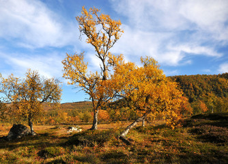 Tree standing in the autumn in the valley among the mountains – Stock Image Tree standing in the autumn in the valley among the mountains 