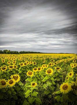 Field of yellow sunflowers against a gray sky.
