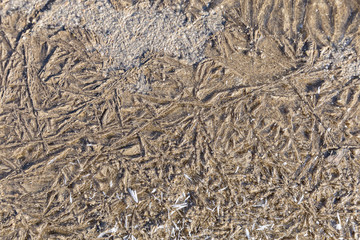 Sand and mud frozen under a layer of ice forming abstract shapes