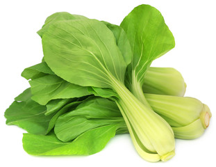 Organic Bok Choy - obrazy, fototapety, plakaty