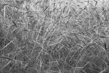 Fototapeta na wymiar Texture created by a set of blades of grass