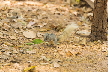 Grey squirrel small animal