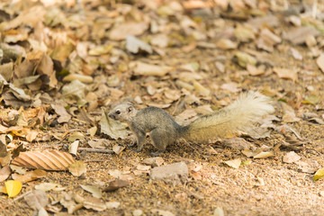 Grey squirrel small animal