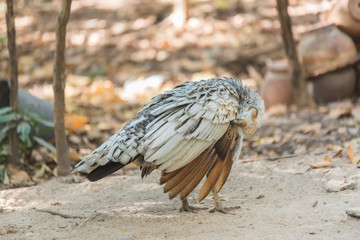 Beautiful peacock with feathers