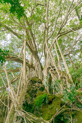 Enormous Banyan Tree Overlooking Oahu, HI  North Shore