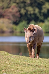 Tapir in a clearing