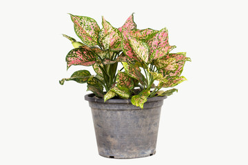 Aglaonema