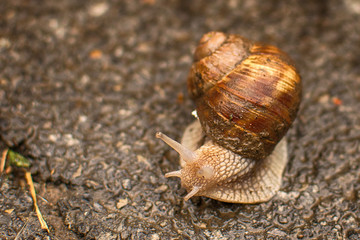 One Snail