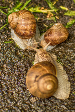 Two Snails 