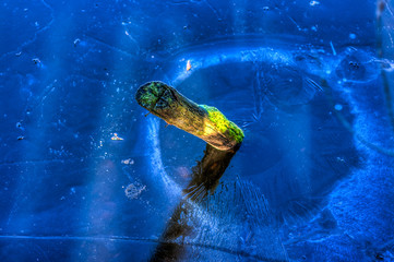Pfahl im gefrorenen See