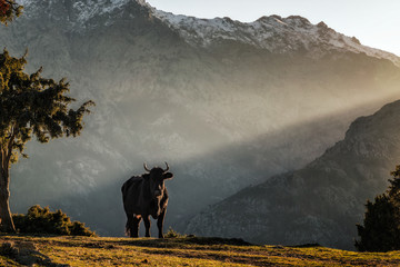 Black cow looking to camera in mountains of Corsica