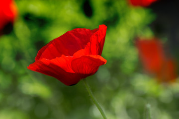 Red poppy on green weeds field. Poppy flowers.Close up poppy head