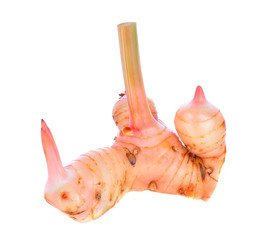 Greater galangal isolated on the white background
