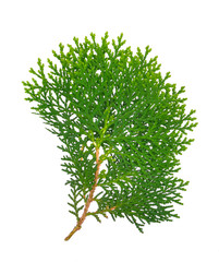 Norfolk Island Pine on white background